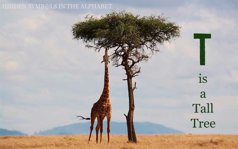 giraffe with neck stretched up to feed on an acacia tree