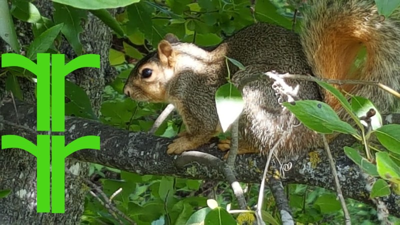 Squirrel in a tree beside the Willamette River, Eugene, Oregon. Celeste Horner c2016. Illustrates that the letter R depicts tree branches